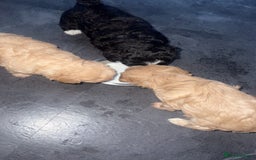 Mixed Breed dogs for sale: Ship/Cavapoo - Image 6