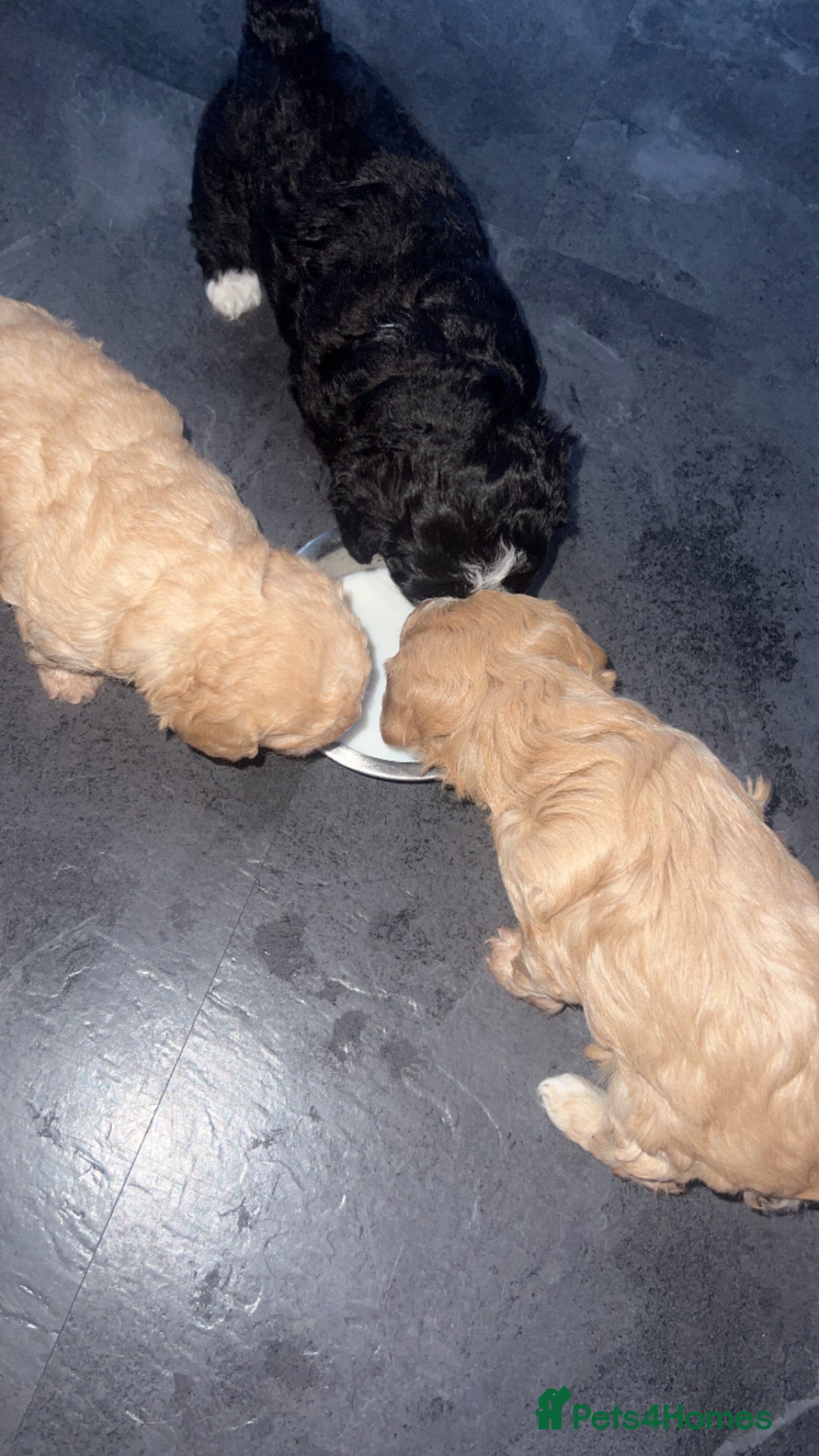Mixed Breed dogs for sale: Ship/Cavapoo - Image 6