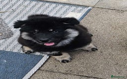 Eurasier dogs for sale: Eurasier Puppies KC Registered in Northampton - Image 1