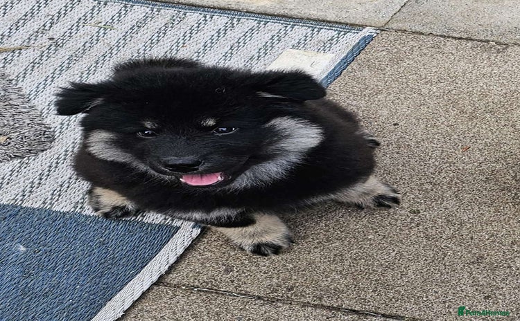 Eurasier dogs in Northampton - Advert 1