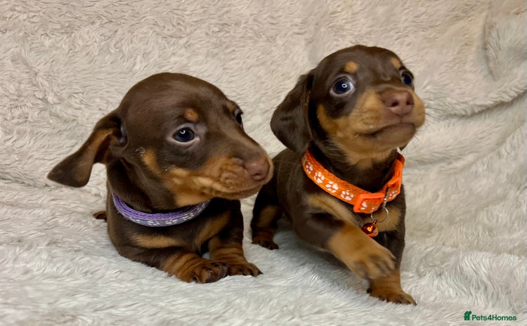 Dachshund dogs Last 2 Dacshund female puppies - Advert 7