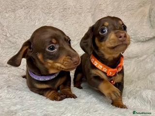 Dachshund dogs Last 2 Dacshund female puppies - Advert 9