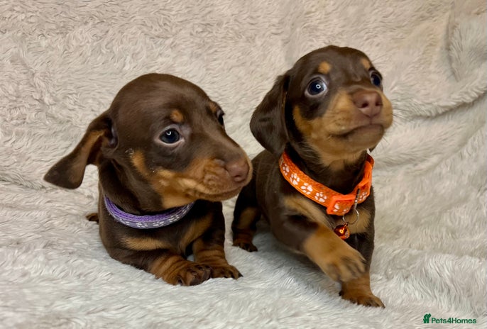 Dachshund dogs Last 2 Dacshund female puppies - Advert 7