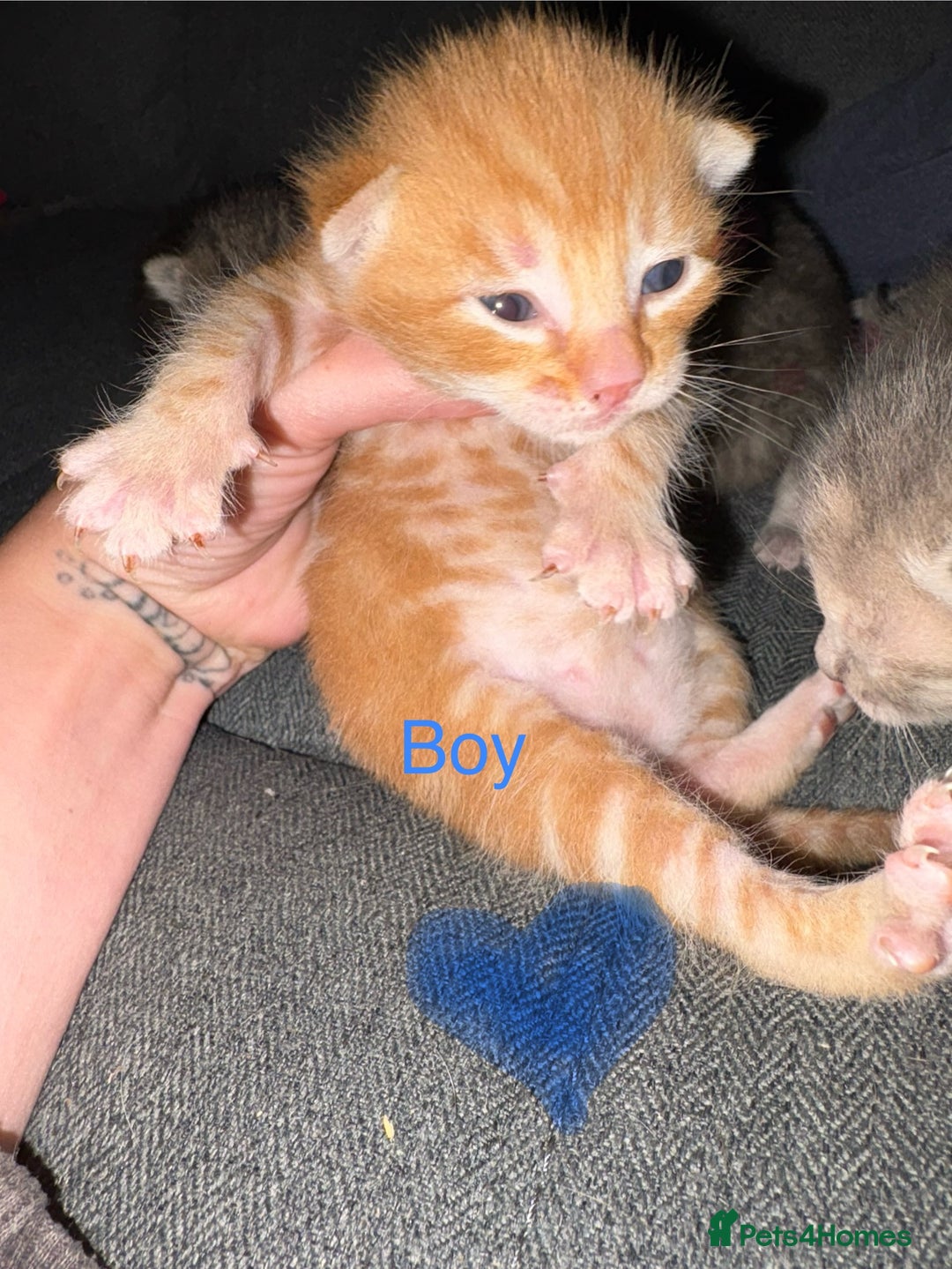 British Shorthair cats for sale: 4 beautiful kittens for sale - Image 3