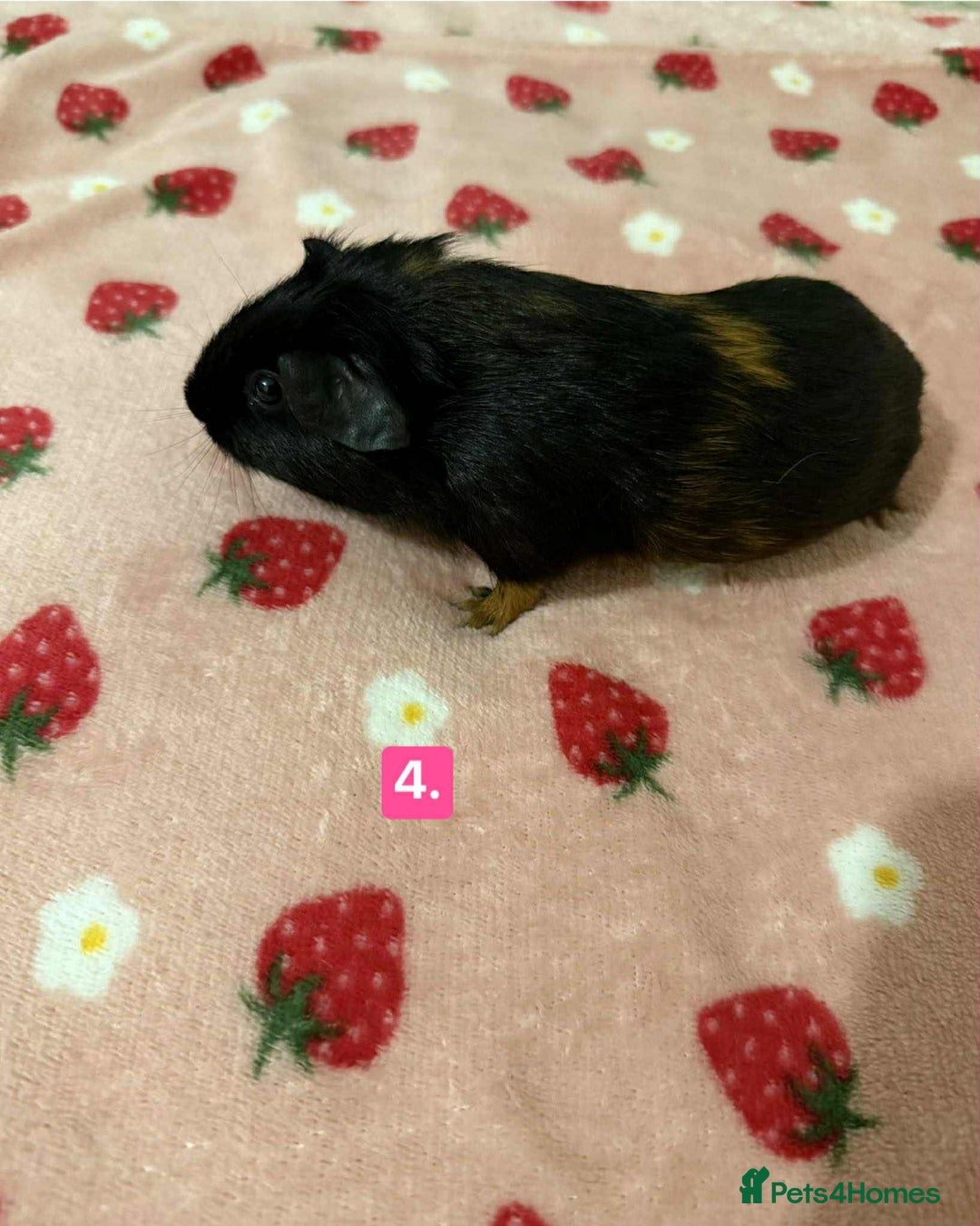 Guinea Pig rodents for sale: Baby guinea pigs for sale girls and boys  - Advert 4