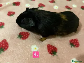 Guinea Pig rodents Baby guinea pigs for sale girls and boys - Advert 6