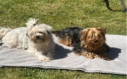Yorkshire Terrier dogs for sale: Lovely Yorkshire Terrier Babies - Advert 2