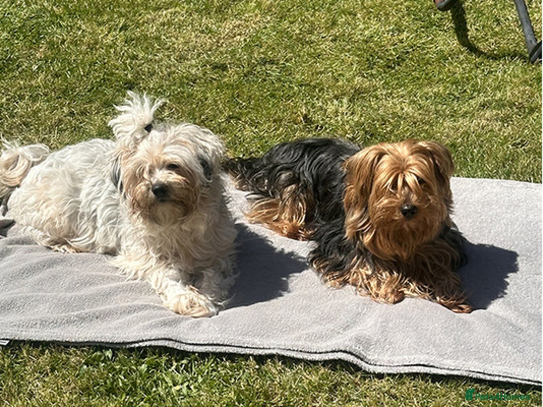 Yorkshire Terrier dogs for sale: Lovely Yorkshire Terrier Babies - Advert 2