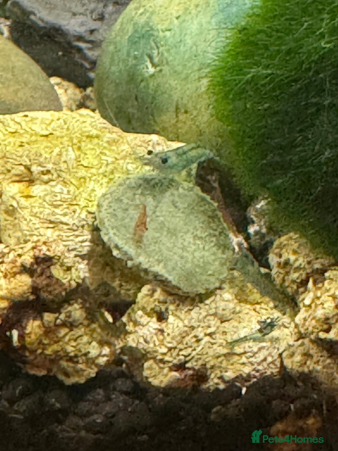 Shrimps fish for sale: Shrimp and rabbit snails  - Advert 6