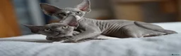Devon Rex cats for sale: Blue Devon Rex male kitten  - Advert 15