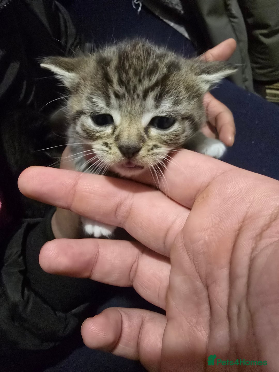 Bengal cats for sale: Beautiful BengalxBlack BengalxHimalayan Kittens - Advert 5