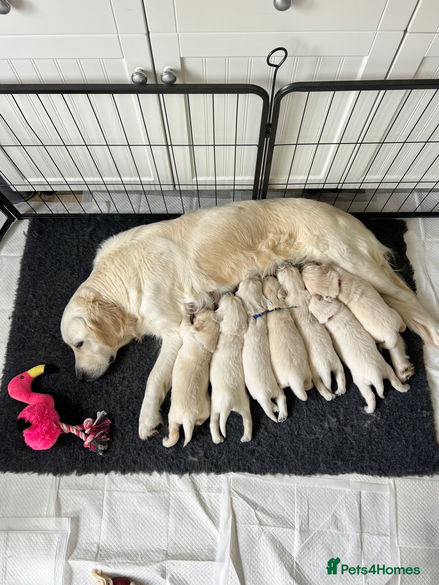Golden Retriever dogs Golden Retrievers Seeking Forever Homes - Advert 1