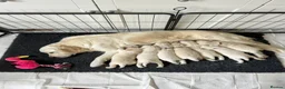 Golden Retriever dogs for sale: Golden Retrievers Seeking Forever Homes - Advert 1
