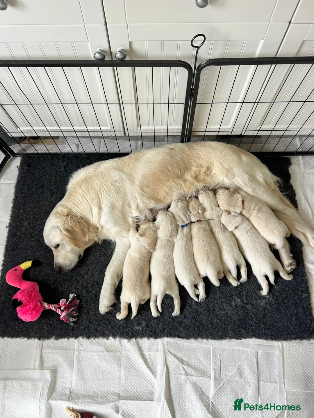 Golden Retriever dogs for sale: Golden Retrievers Seeking Forever Homes - Advert 1
