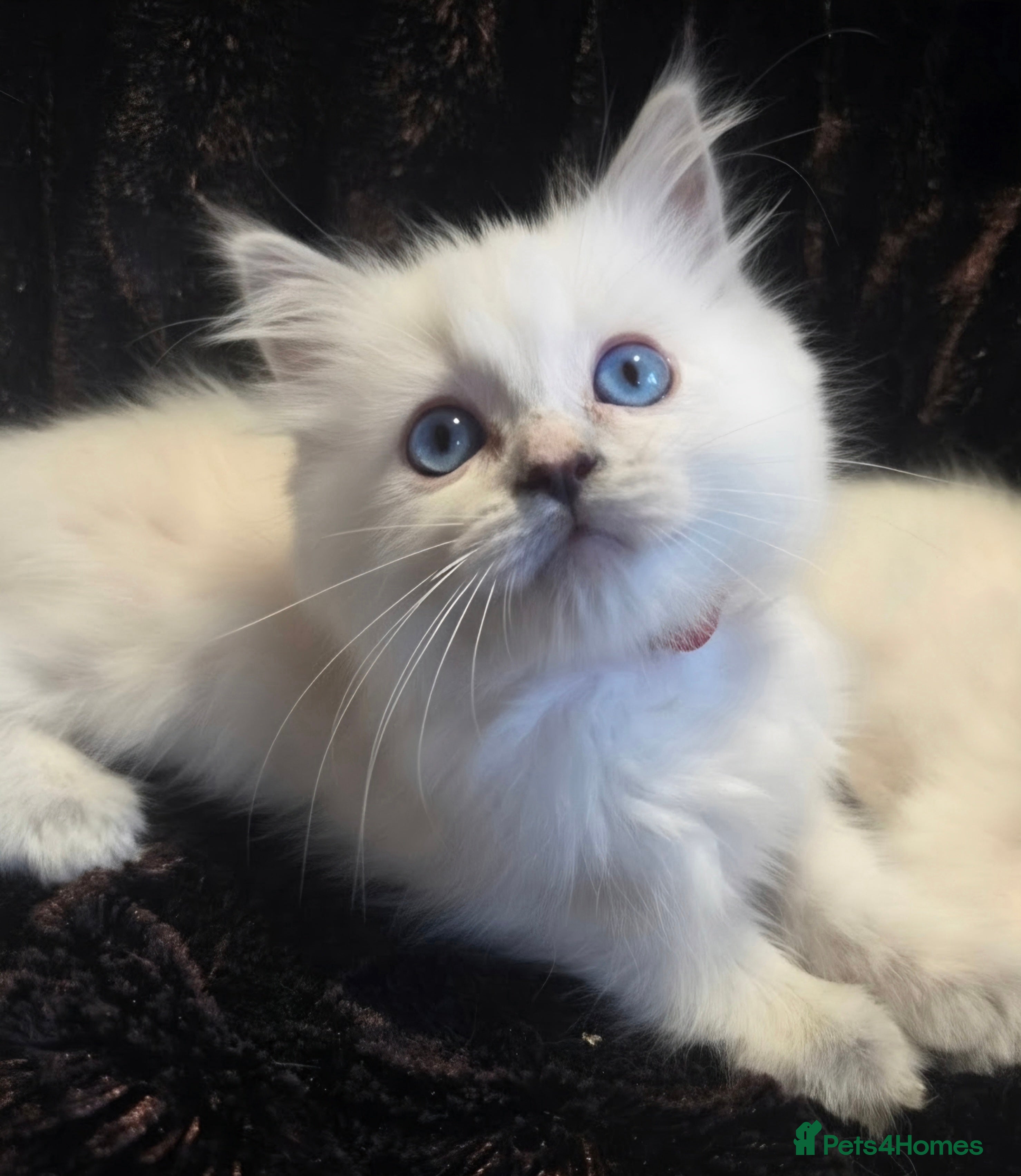 Ragdoll cats 🏆GCCF REG. EXTENSIVELY TESTED RAGDOLL KITTENS🌟 - Advert 2