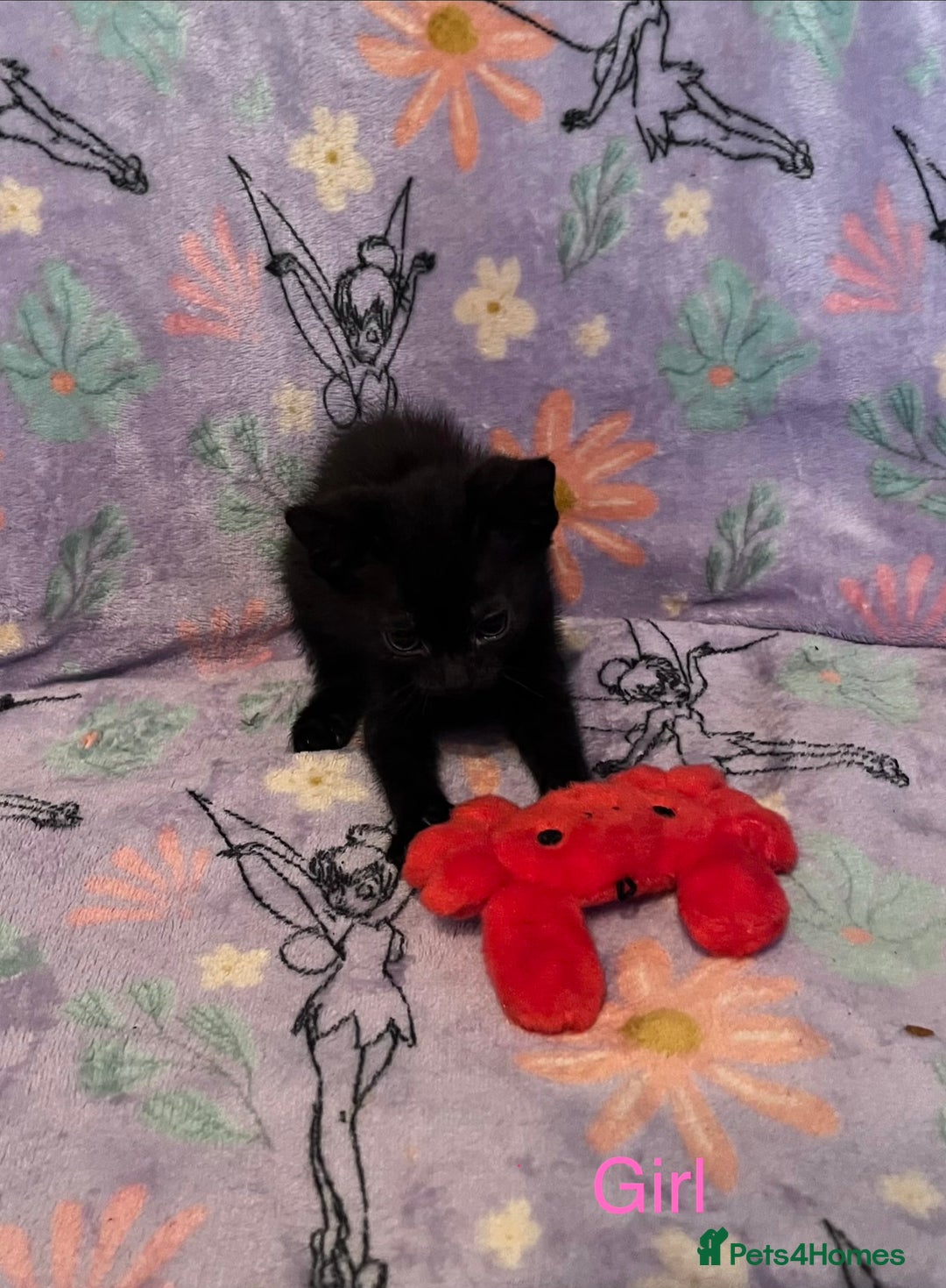 Mixed Breed cats for sale: 6 Kittens Ready to Leave! - Advert 9