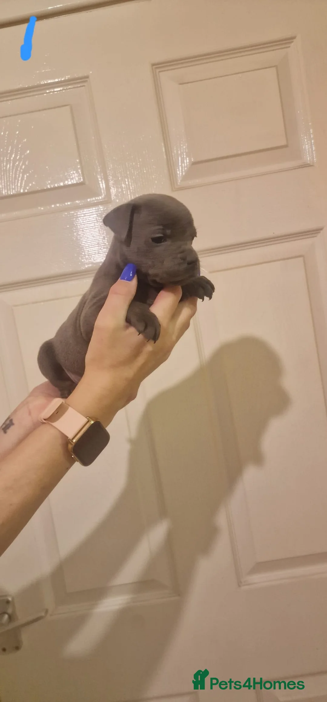 Staffordshire Bull Terrier dogs for sale: 6 beautiful blue staffs - Advert 3