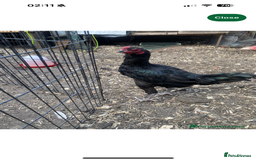 Chickens poultry for sale: Aseel cross chicken gamefowl - Image 1