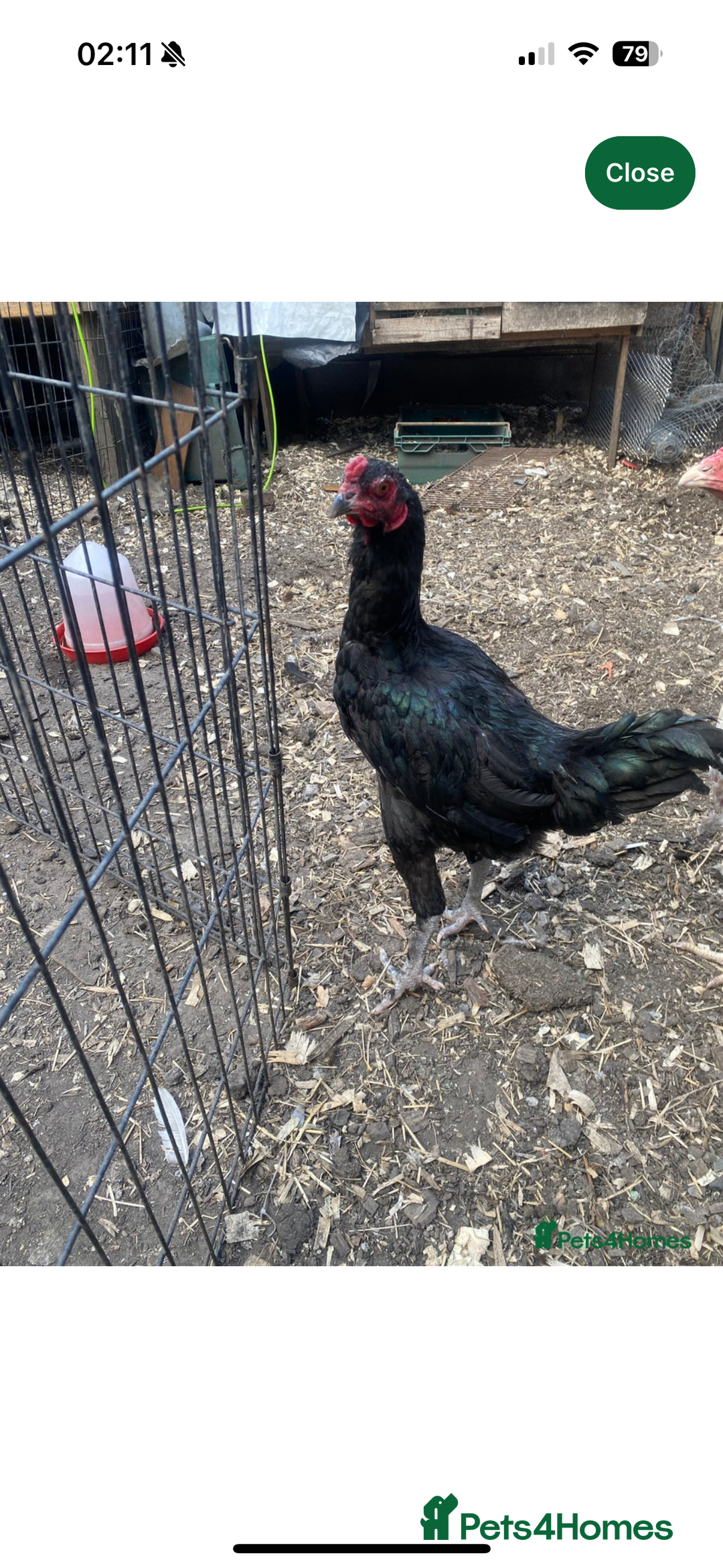 Chickens poultry for sale: Aseel cross chicken gamefowl - Image 1