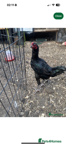 Chickens poultry - Advert 11