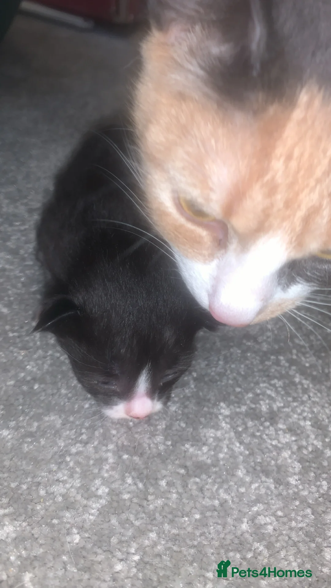 Mixed Breed cats for sale: Kittens  - Advert 6