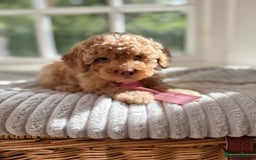 Cavapoo dogs for sale: F1b health tested cavapoo - Image 24