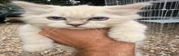 Ragdoll cats for sale: Beautiful show quality Ragdoll x SF kittens - Advert 9