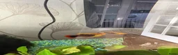Platies fish for sale: Baby fry  in Stirling - Advert 2