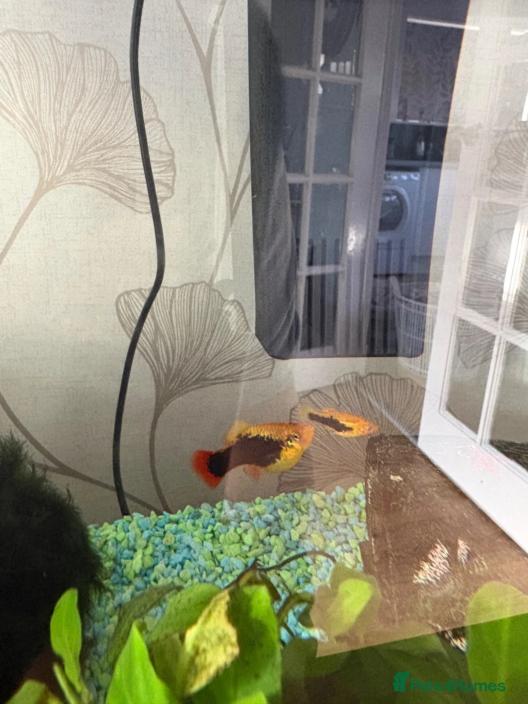 Platies fish for sale: Baby fry  in Stirling - Advert 2