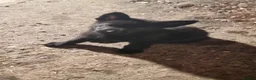 German Shepherd dogs for sale: German Shepherd Puppies - Advert 5