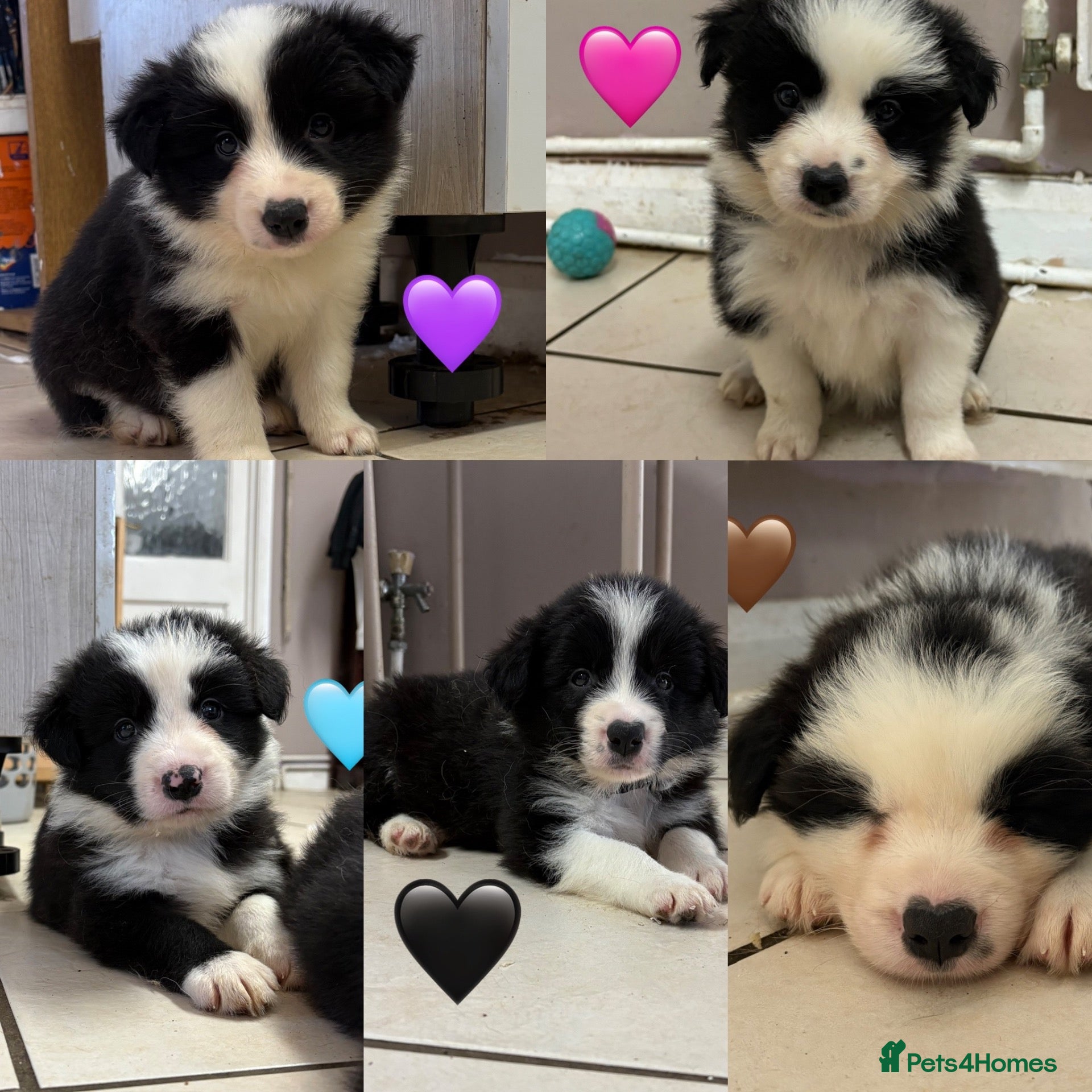 Border Collie dogs Gorgeous Seal & Black&White Border Collie Puppies  - Advert 1