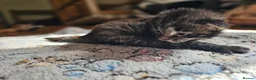 Maine Coon cats for sale: 4 gorgeous Maine coon X kittens - Advert 14