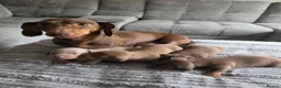 Miniature Dachshund dogs for sale: KC REGISTERED Minature dachshund puppies - Advert 3