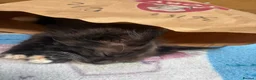 Maine Coon cats for sale: Stunning XL Russian Maine Coon kittens - Advert 19