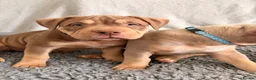 American Bully dogs for sale: Male puppy for sale - Advert 6