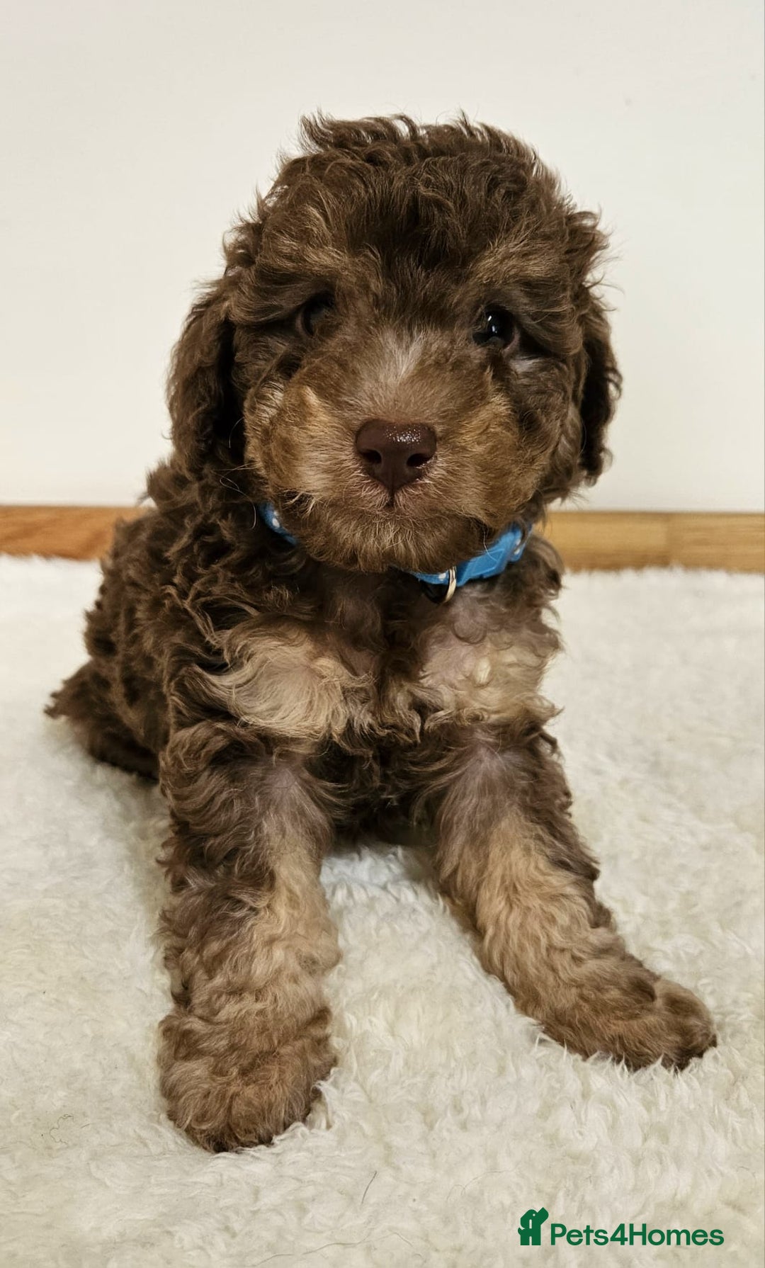 Toy Poodle dogs for sale: Beautiful Toy Poodle Puppies - Advert 14