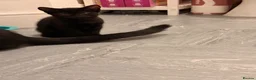 Mixed Breed cats for sale: 2 female kittens looking for forever homes  - Advert 9