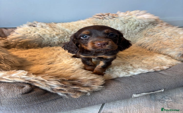 Cocker Spaniel dogs - Advert 16