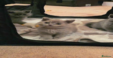 British Shorthair cats - Advert 6