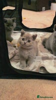 British Shorthair cats - Advert 14