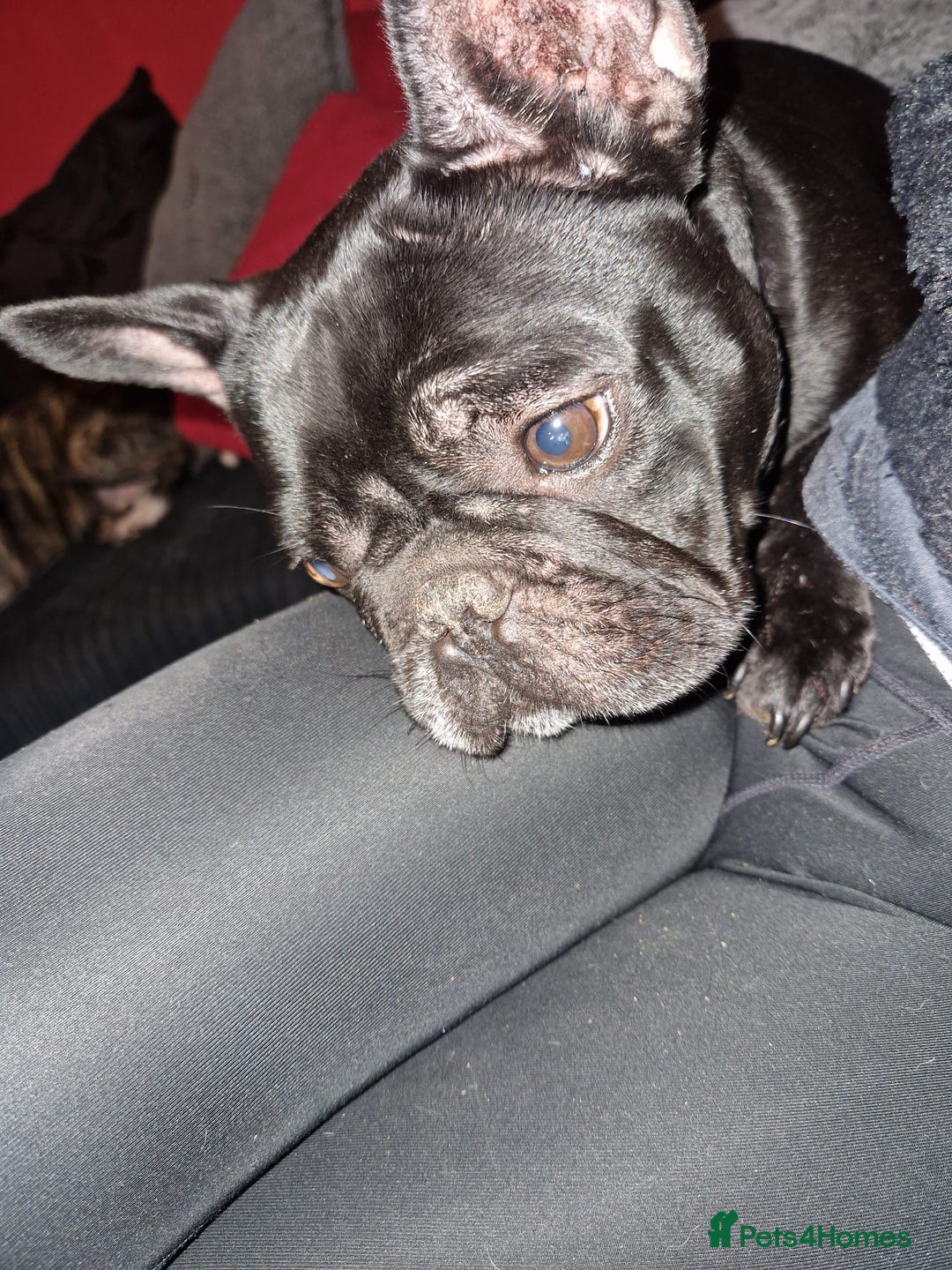 French Bulldog dogs for sale: Male frenchie- 5 years old  - Advert 1