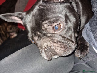 French Bulldog dogs Male frenchie- 5 years old - Advert 2