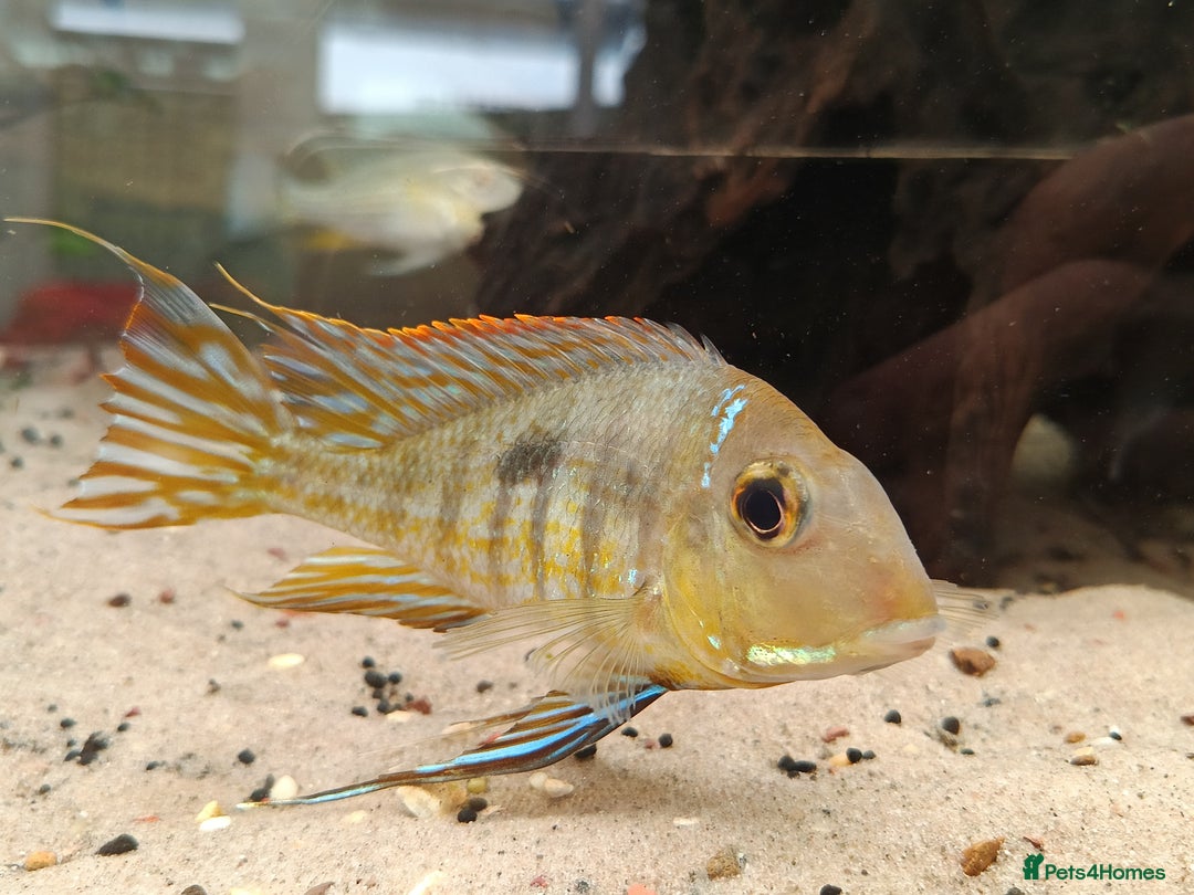 Cichlids fish for sale: Geophagus  & ALBINO HECKELII + MORE - Image 2
