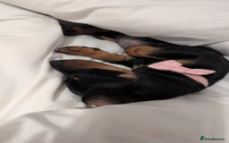Miniature Dachshund dogs for sale: Last beautiful little girl  - Image 6