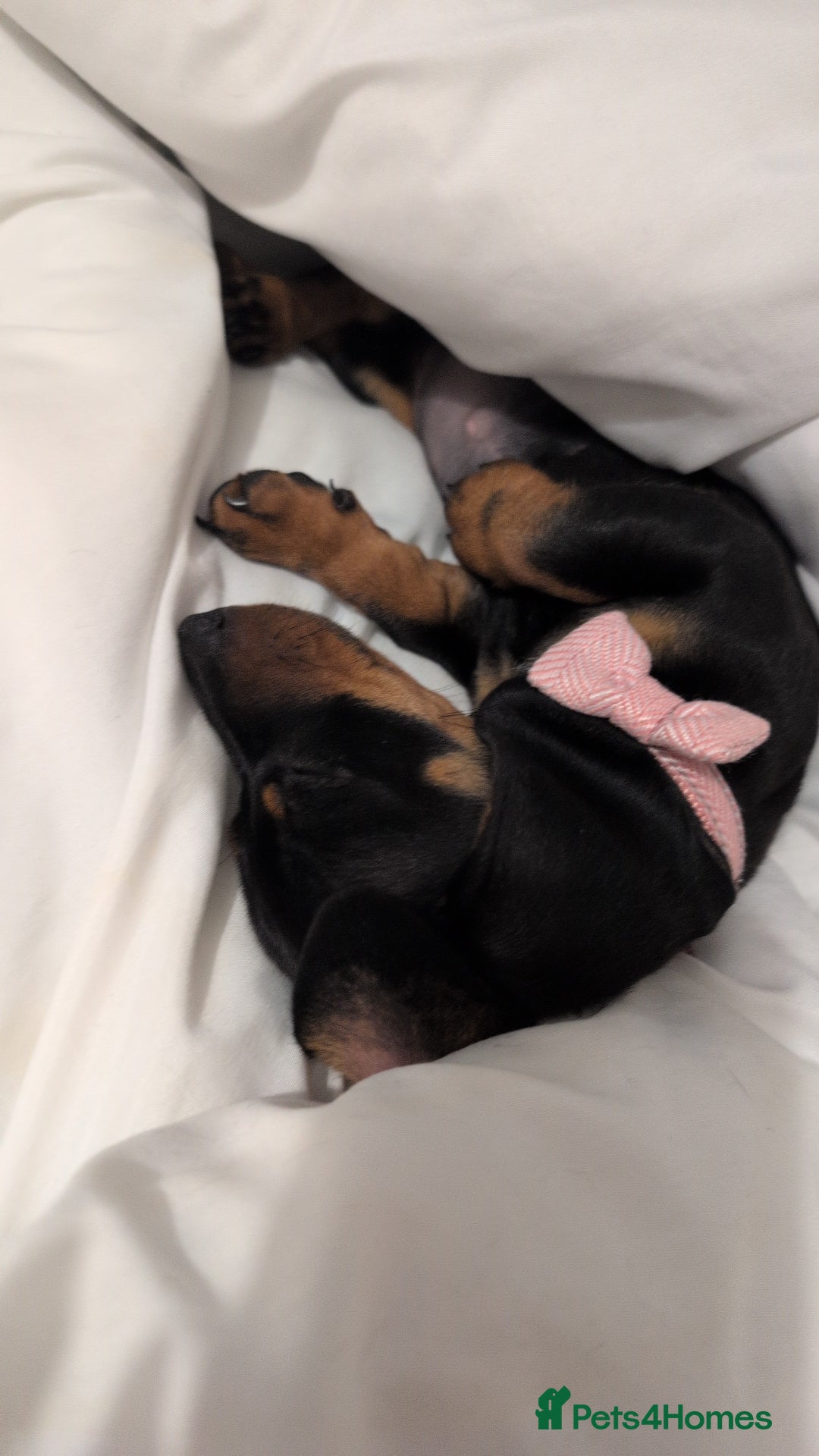 Miniature Dachshund dogs for sale: Last beautiful little girl  - Image 6