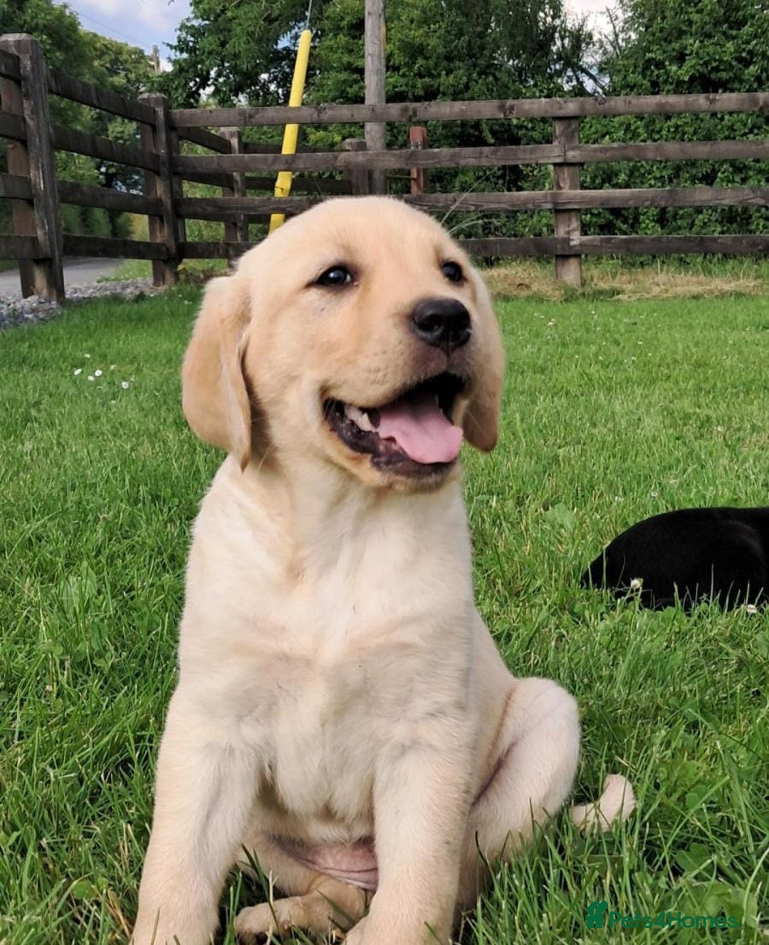 Labrador Retriever dogs for sale: Stunning Labrador puppies - Image 1