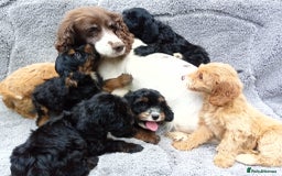 Cockapoo dogs for sale: Cockerpoo puppies - Image 14