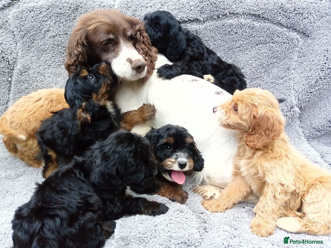 Cockapoo dogs for sale: Cockerpoo puppies - Image 14