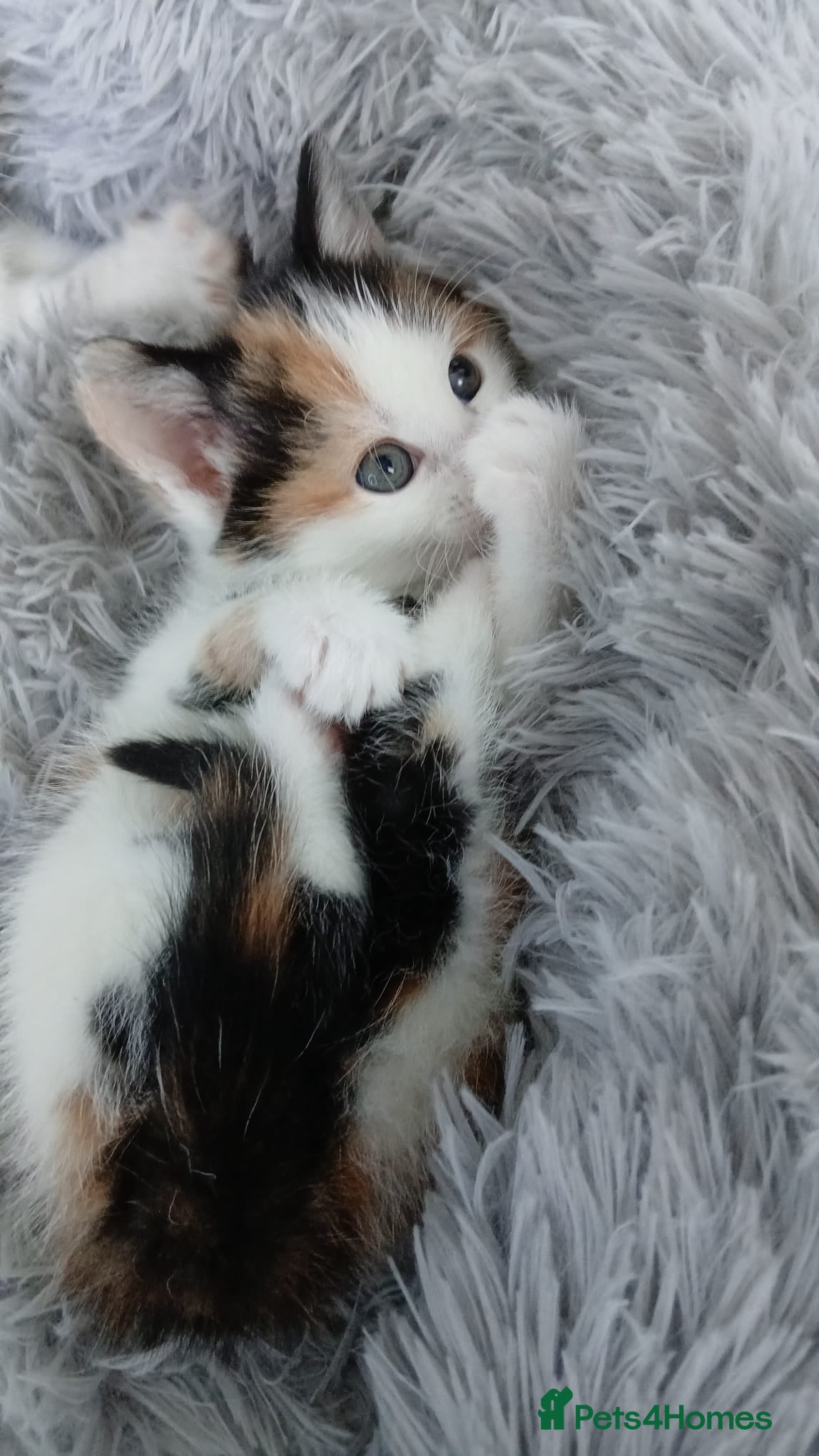 Mixed Breed cats for sale: 4 beautiful kittens ready for new homes. - Advert 13