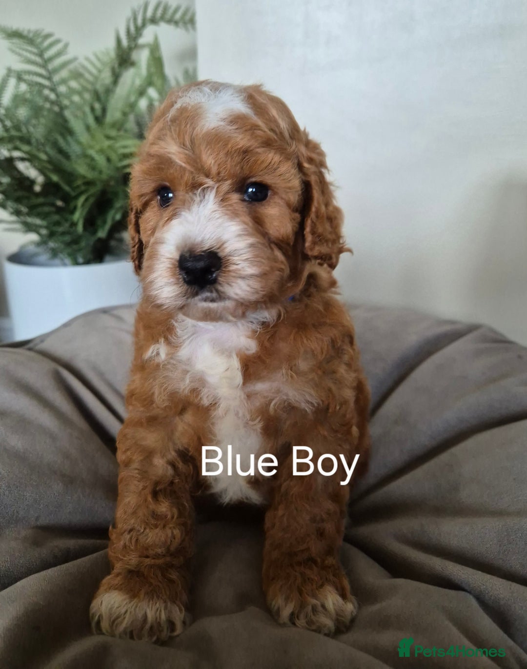 Cockapoo dogs for sale: QUALITY F1 COCKAPOOS - Image 6